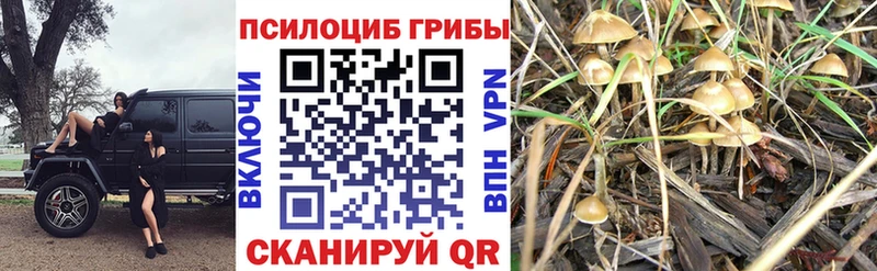 как найти закладки  Любим  Псилоцибиновые грибы Psilocybe 